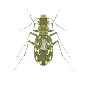 CICINDELA FLEXUOSA SARDEA